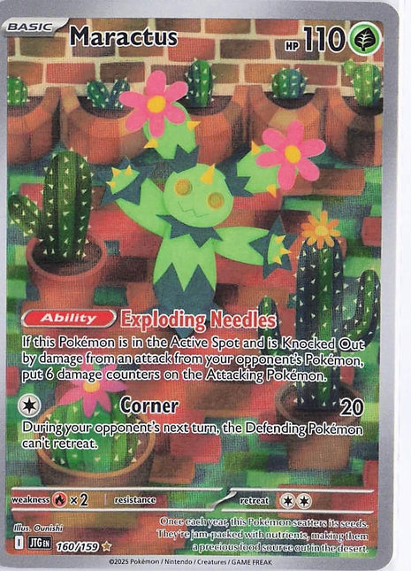 Maractus 160/159