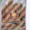 Pokemon Singles